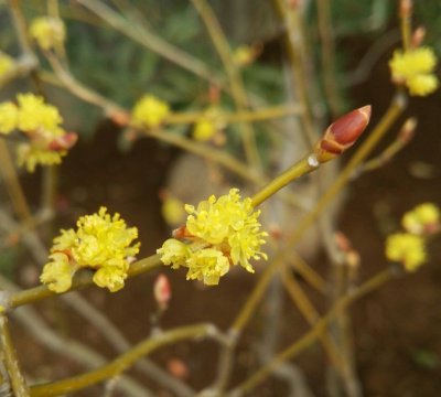 画像1: ダンコウバイ　株立ち　（苗木の生産販売）