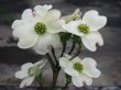 画像1: ハナミズキ　白花　（苗木の生産販売） (1)