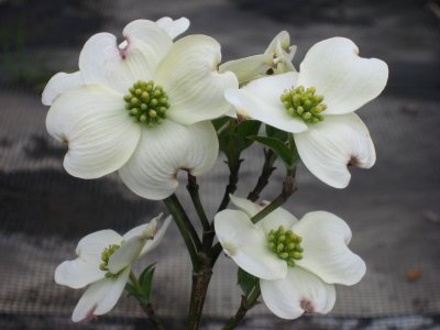 画像1: ハナミズキ　白花　（苗木の生産販売）