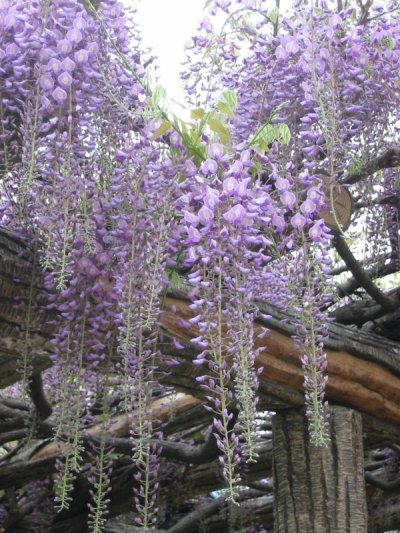 画像1: フジ・紫花（苗木の生産販売）