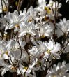 画像1: 白花ミツバツツジ・花芽付き（苗木の生産販売） (1)