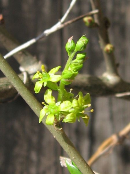 画像1: コクサギ・株立ち（苗木の生産販売） (1)