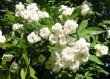 画像1: モッコウバラ白花（苗木の生産販売） (1)
