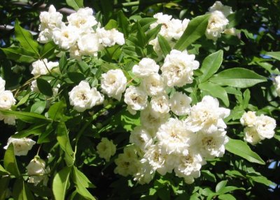 画像1: モッコウバラ白花（苗木の生産販売）