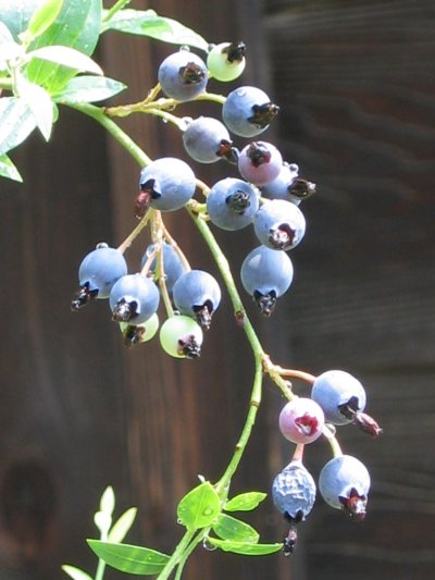 画像1: ワイルドブルーベリー（苗木の生産販売）