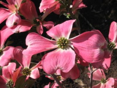 画像2: ハナミズキ　赤花　（苗木の生産販売）