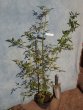 画像3: モッコウバラ白花（苗木の生産販売） (3)