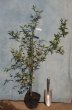 画像2: モッコウバラ白花（苗木の生産販売） (2)