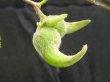画像1: ツノハシバミ　（苗木の生産販売） (1)