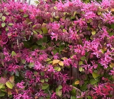 画像1: トキワマンサク　緑葉赤花種　（苗木の生産販売）