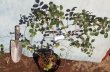画像3: トキワマンサク　緑葉赤花種　（苗木の生産販売） (3)