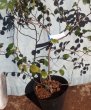 画像4: トキワマンサク　緑葉赤花種　（苗木の生産販売） (4)