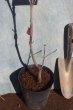画像4: ハナミズキ　赤花　（苗木の生産販売） (4)