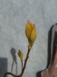 画像1: ハナイカダ　黄金葉　雌木　（苗木の生産販売） (1)