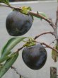 画像1: 黒柿　（苗木の生産販売） (1)