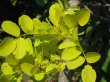画像1: ニセアカシア・フリーシア　黄金葉　（苗木の生産販売） (1)
