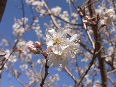 画像2: ダンチオウトウ　暖地桜桃　（苗木の生産販売）