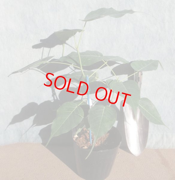 インドボダイジュ＜苗木・植木・雑木の生産販売（通信販売・通販）