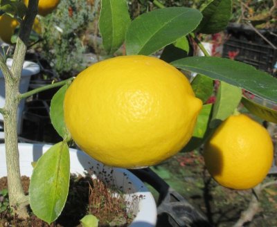 画像1: レモン　（苗木の生産販売）