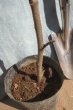 画像4: 小型イチジク　シュガー　（苗木の生産販売） (4)