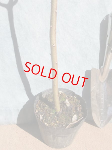 画像4: ミツマタ　三又　花芽付き　（苗木の生産販売） (4)