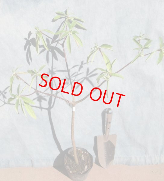 画像3: ミツマタ　三又　花芽付き　（苗木の生産販売） (3)