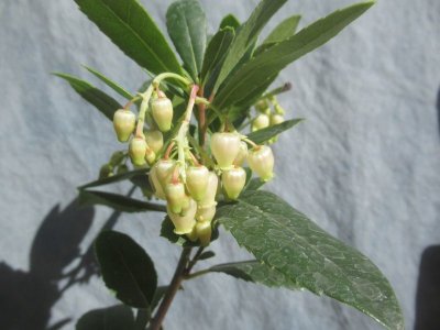 画像2: イチゴノキ　白花（苗木の生産販売）