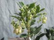 画像5: イチゴノキ　白花（苗木の生産販売） (5)