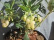 画像4: イチゴノキ　白花（苗木の生産販売） (4)