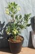 画像2: イチゴノキ　白花（苗木の生産販売） (2)