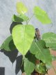画像4: インドボダイジュ　（苗木の生産販売） (4)