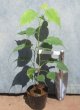 画像2: インドボダイジュ　（苗木の生産販売） (2)