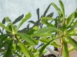 画像6: キレンゲツツジ　花芽付き　（苗木の生産販売） (6)