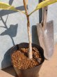 画像4: ホオノキ　朴の木　（苗木の生産販売） (4)