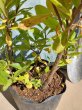 画像5: キレンゲツツジ　花芽付き　（苗木の生産販売） (5)
