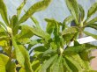 画像4: キレンゲツツジ　花芽付き　（苗木の生産販売） (4)
