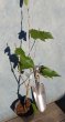 画像3: ダンチオウトウ　暖地桜桃　（苗木の生産販売） (3)
