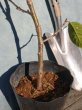 画像4: ダンチオウトウ　暖地桜桃　（苗木の生産販売） (4)