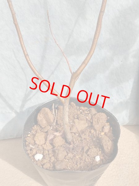 画像4: ジューンベリー　株立ち　（苗木の生産販売） (4)