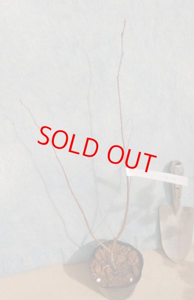 画像3: ジューンベリー　株立ち　（苗木の生産販売） (3)