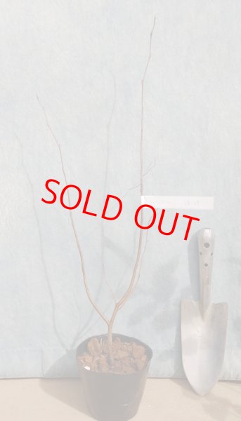 画像2: ジューンベリー　株立ち　（苗木の生産販売） (2)