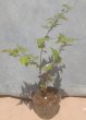 画像2: モミジイチゴ（苗木の生産販売） (2)