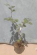 画像2: ニガイチゴ（苗木の生産販売） (2)