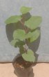画像2: イタドリ（苗木の生産販売） (2)
