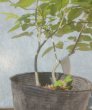 画像3: アオダモ　（苗木の生産販売） (3)