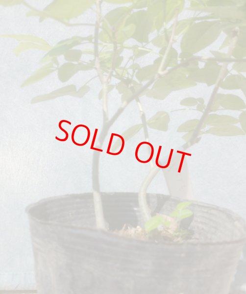 画像3: アオダモ　（苗木の生産販売） (3)