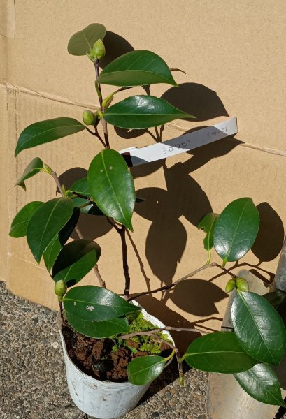 画像3: シロワビスケ　白侘助（苗木の生産販売） (3)