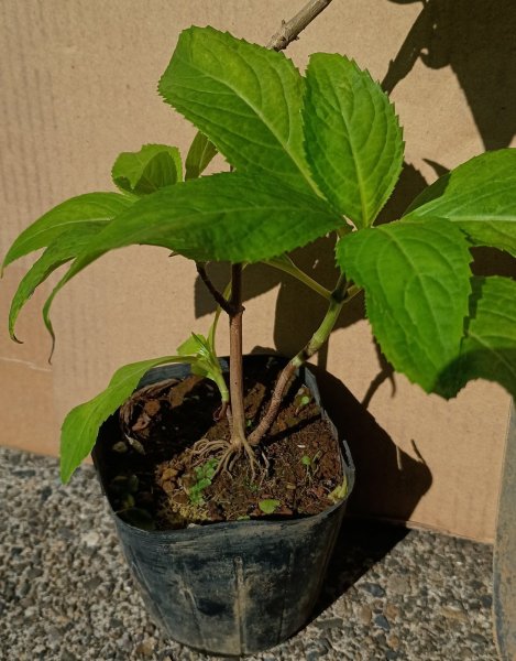 画像4: アマチャ　甘茶　（苗木の生産販売） (4)