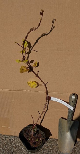 画像3: ツルアジサイ　（苗木の生産販売） (3)