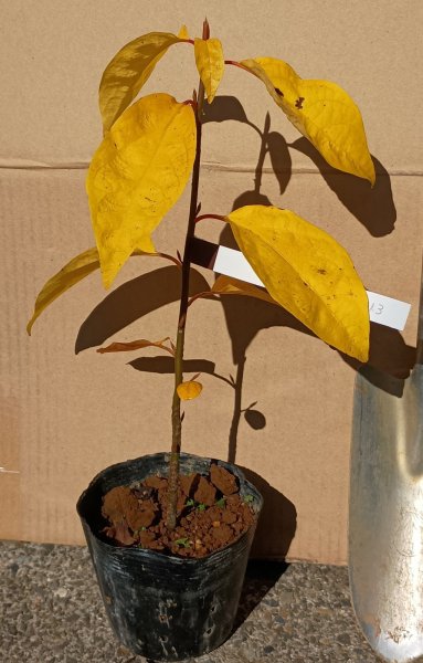 画像2: クロモジ　黒文字　（苗木の生産販売） (2)